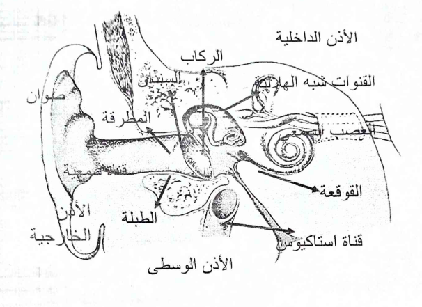 رسم تخطيطي للجهاز السمعي الطرفي